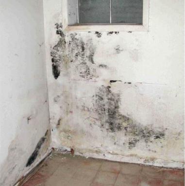 Mold in homes