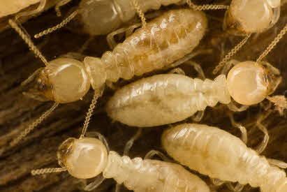 TermiteWorkers